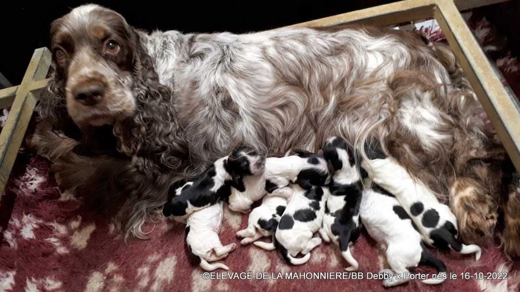 De La Mahonnière - Chiots Cocker Spaniel Anglais