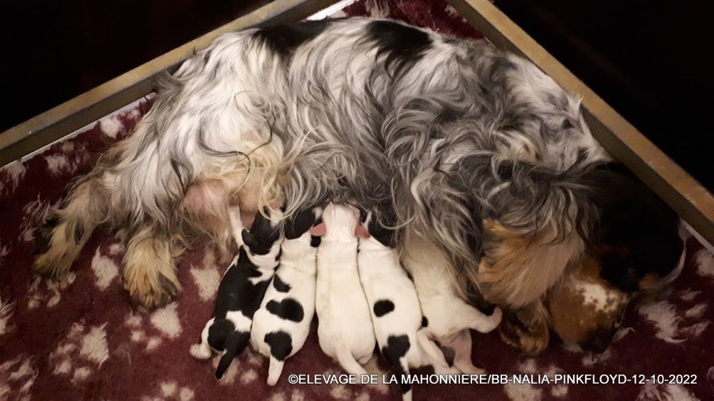 De La Mahonnière - Chiots Cocker Spaniel Anglais