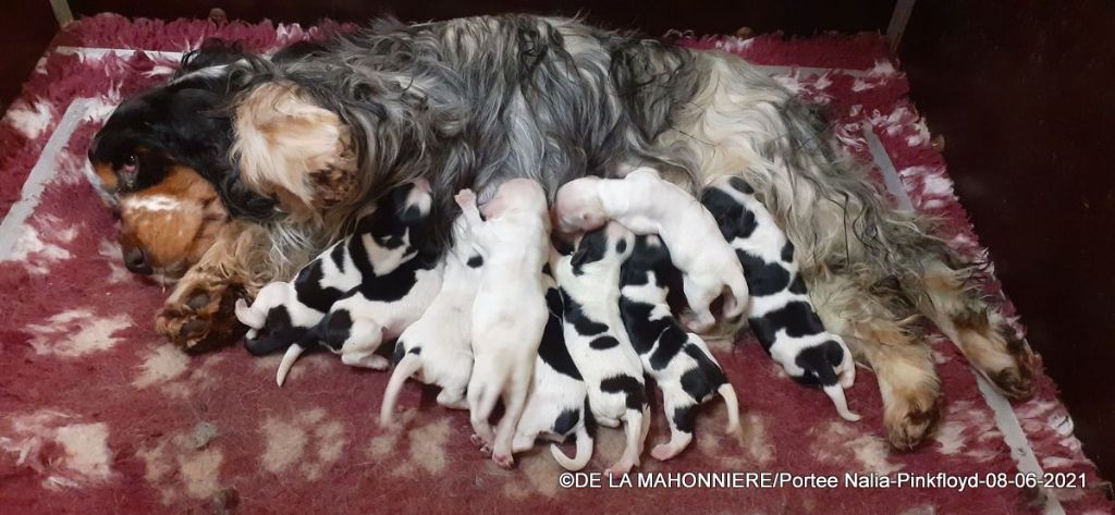 De La Mahonnière - Chiots Cocker Anglais