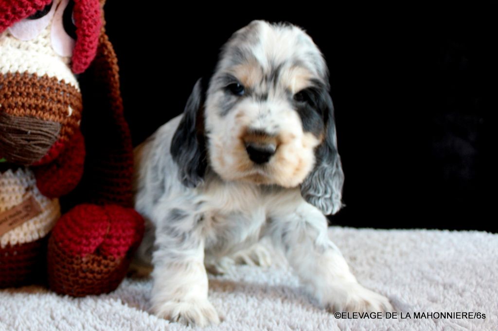 De La Mahonnière - Chiots Cocker Spaniel Anglais