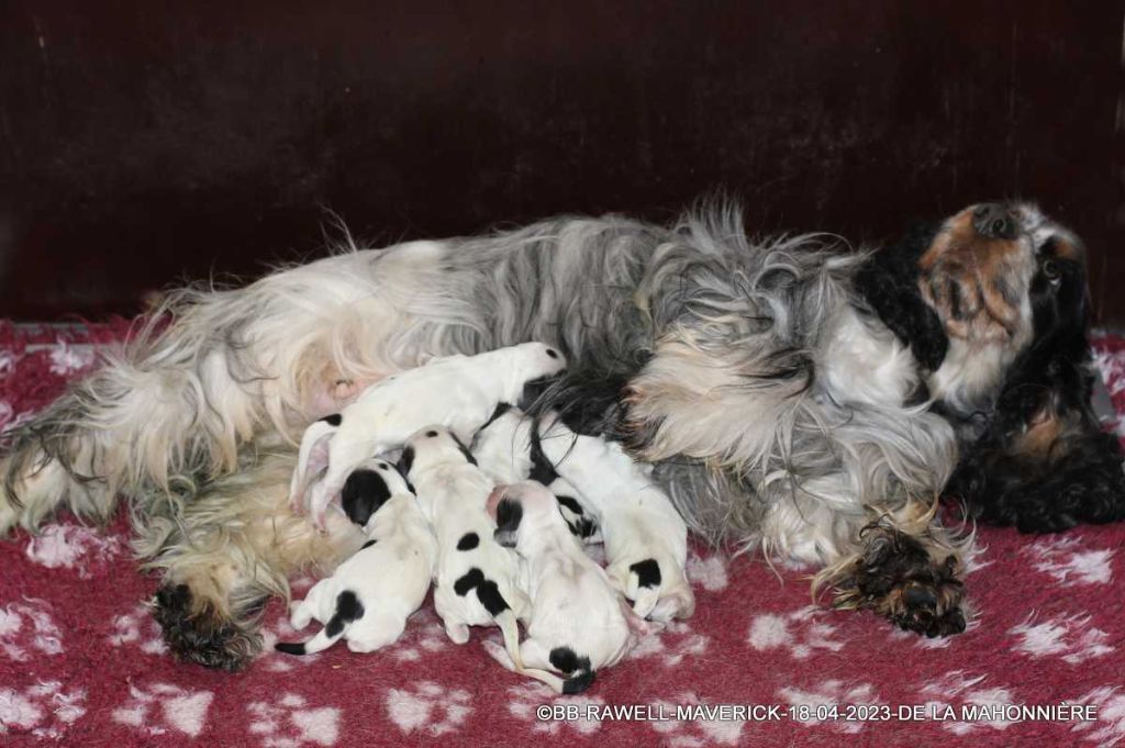 De La Mahonnière - Chiots Cocker Spaniel Anglais