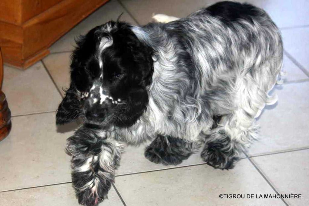 De La Mahonnière - Chiot Cocker Spaniel Anglais