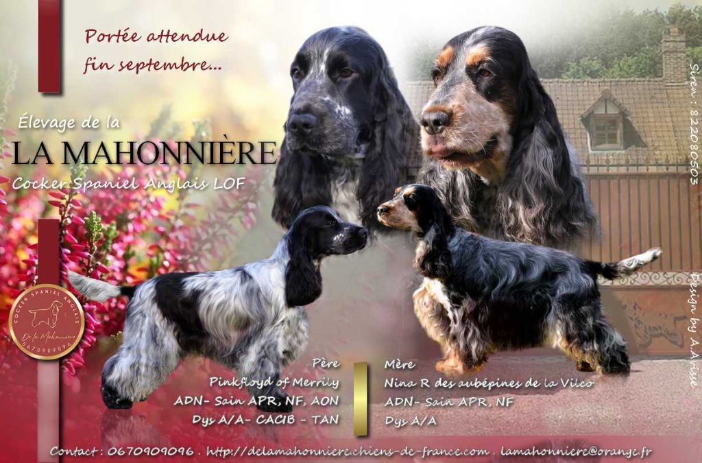 Chiots Cocker Spaniel Anglais