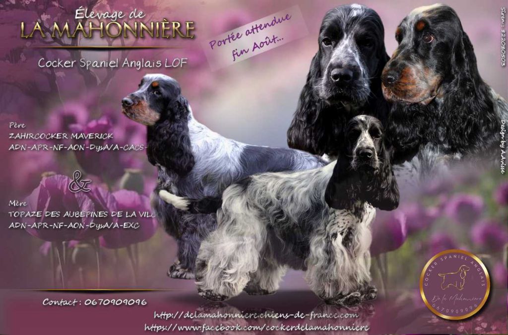 Chiots Cocker Spaniel Anglais