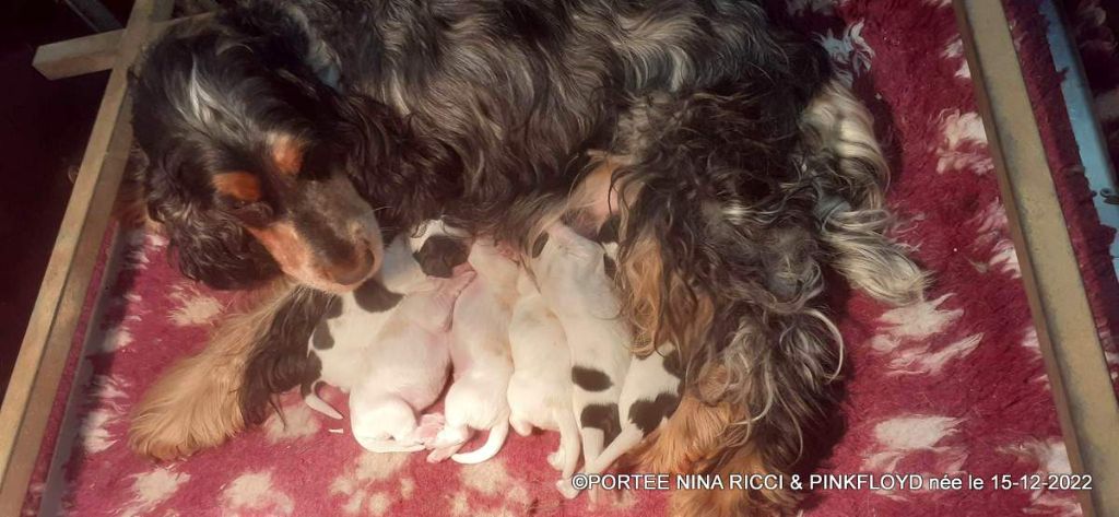 De La Mahonnière - Chiots Cocker Spaniel Anglais