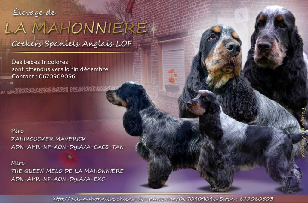 Chiots Cocker Spaniel Anglais