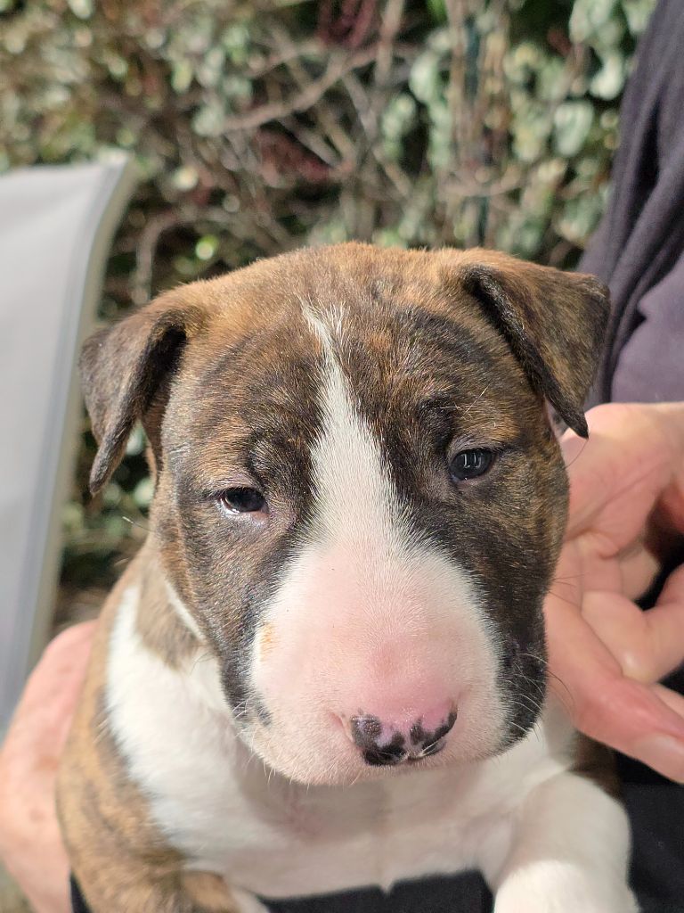 Down By Law - Chiots disponibles - Bull Terrier