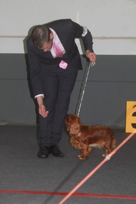 des Jardins de Bagatelle - International Dog Show Luxembourg 29 mars 2015