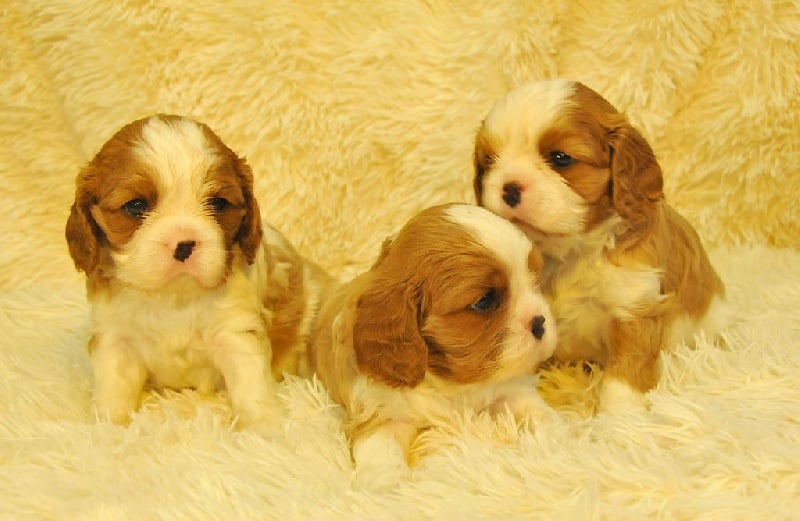 Chiot Cavalier King Charles Spaniel des Jardins de Bagatelle