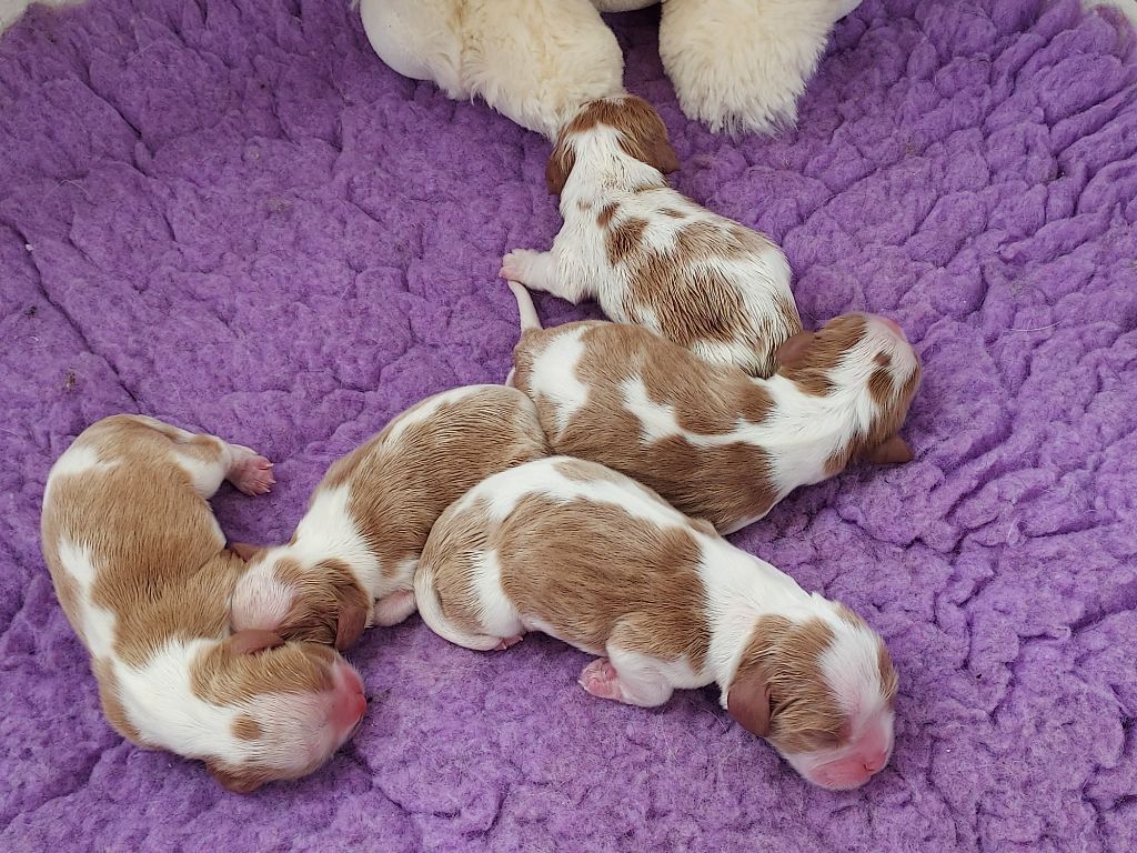 Chiot Cavalier King Charles Spaniel des Jardins de Bagatelle