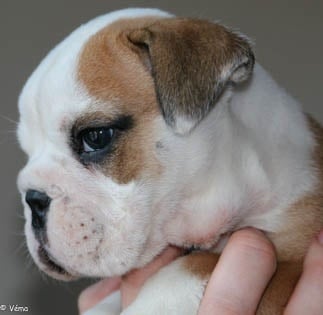 Calabull - Chiots disponibles - Bulldog Anglais