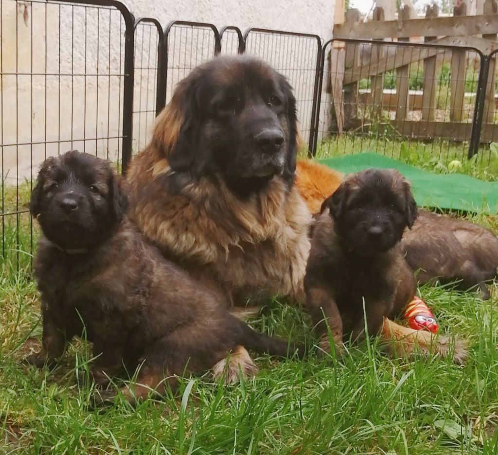 Du Duche De Burgondie - Leonberger - Portée née le 13/04/2021