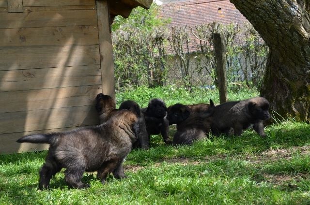 Du Duche De Burgondie - Leonberger - Portée née le 24/02/2014