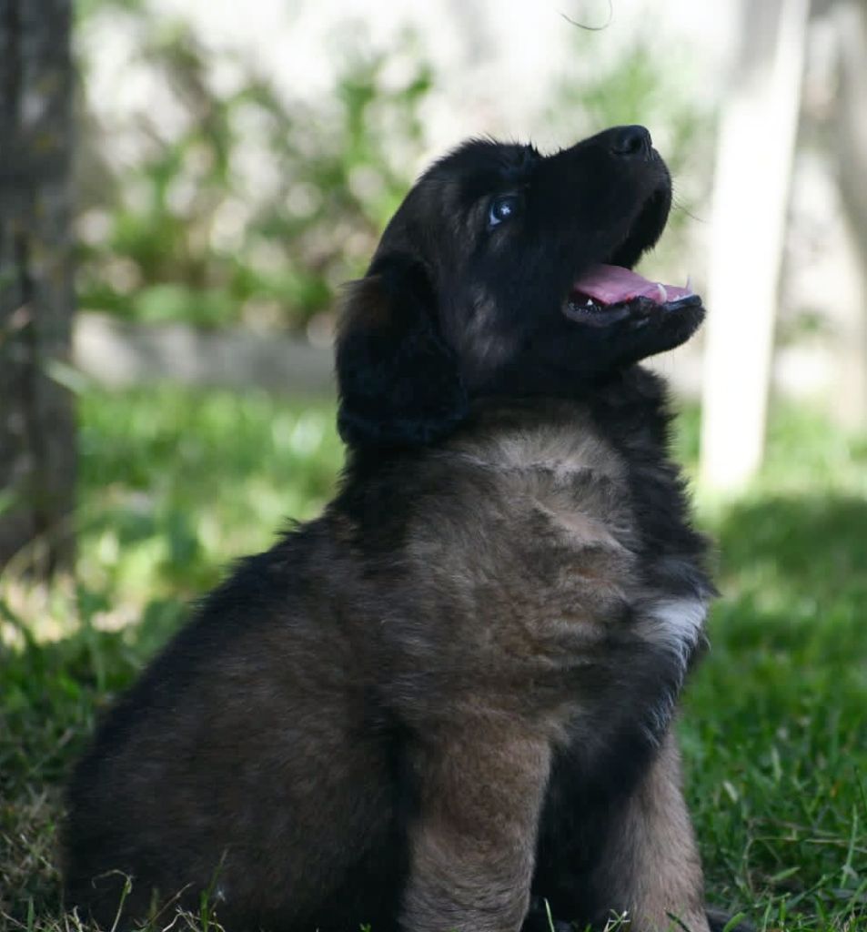 Du Duche De Burgondie - Leonberger - Portée née le 01/06/2024