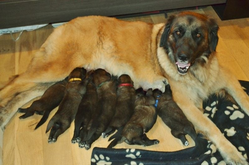 Du Duche De Burgondie - Leonberger - Portée née le 27/08/2016