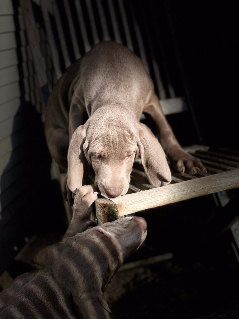 Des Limons Aux Epis Ambrés - chiots disponibles 