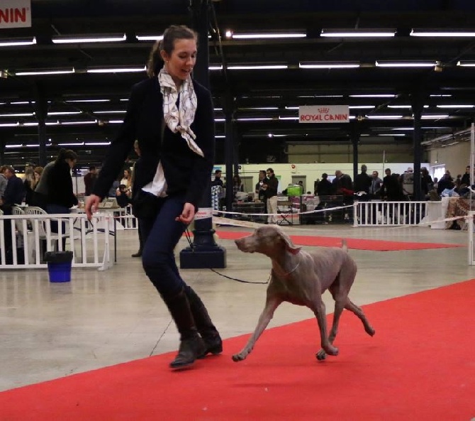 Des Limons Aux Epis Ambrés - PARIS DOG SHOW'16