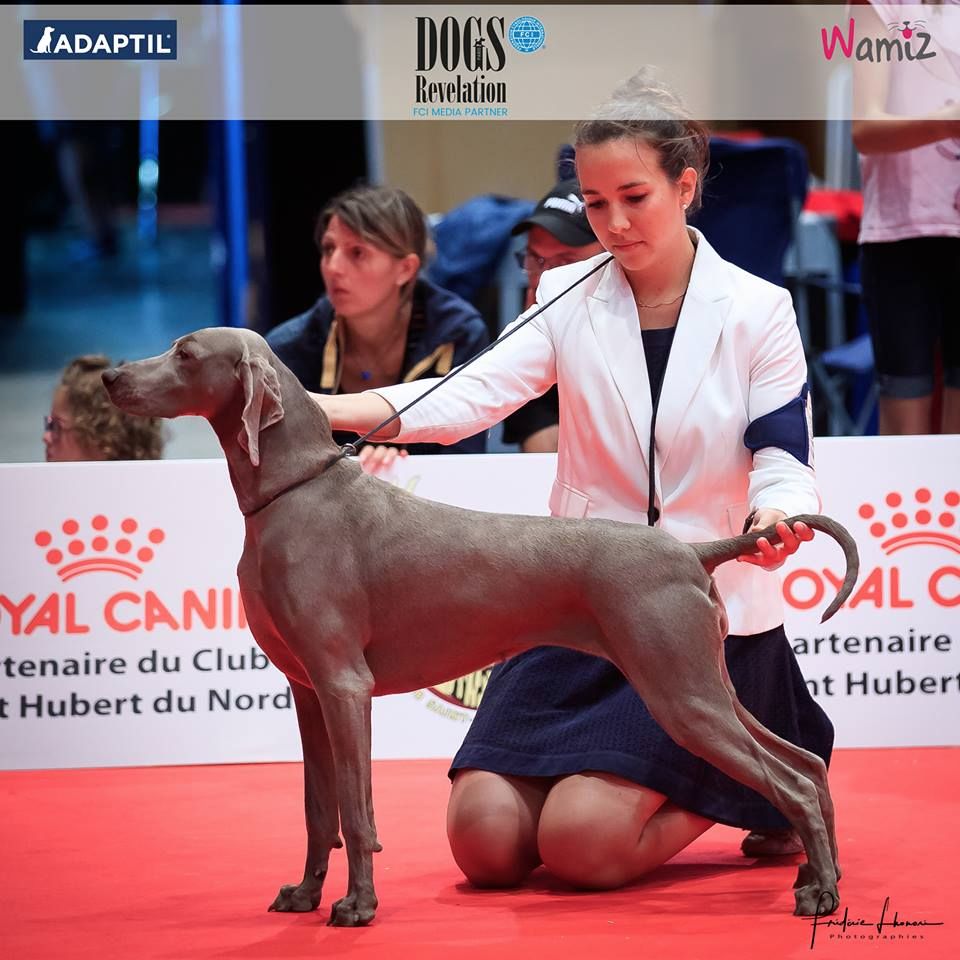 Des Limons Aux Epis Ambrés - IDS DUNKERQUE NORTH SEA DOG SHOW 