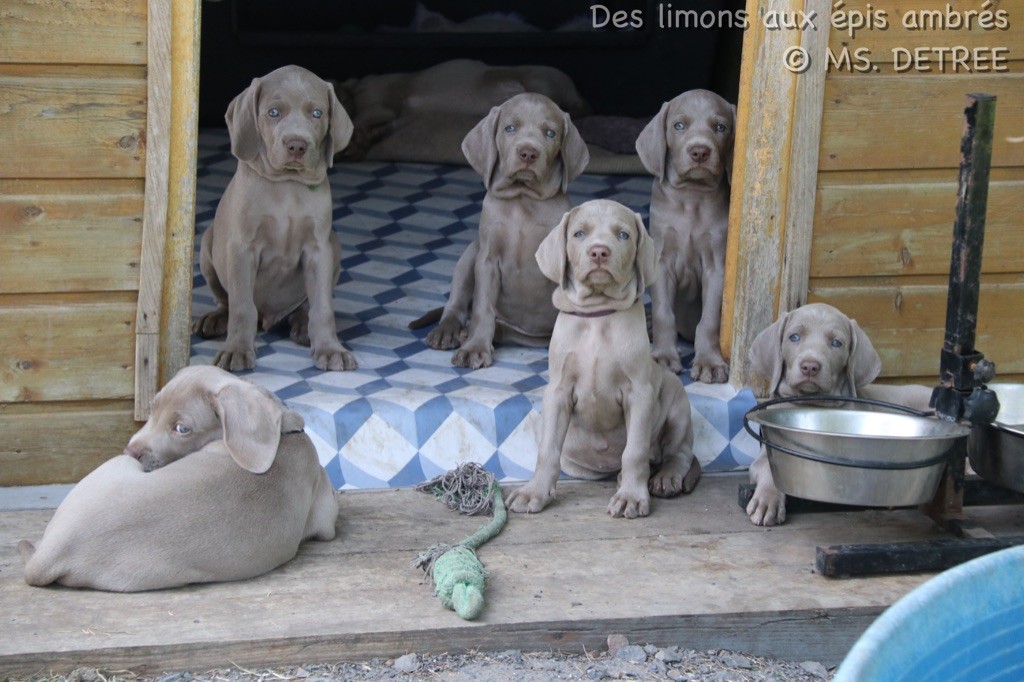 Des Limons Aux Epis Ambrés - chiots