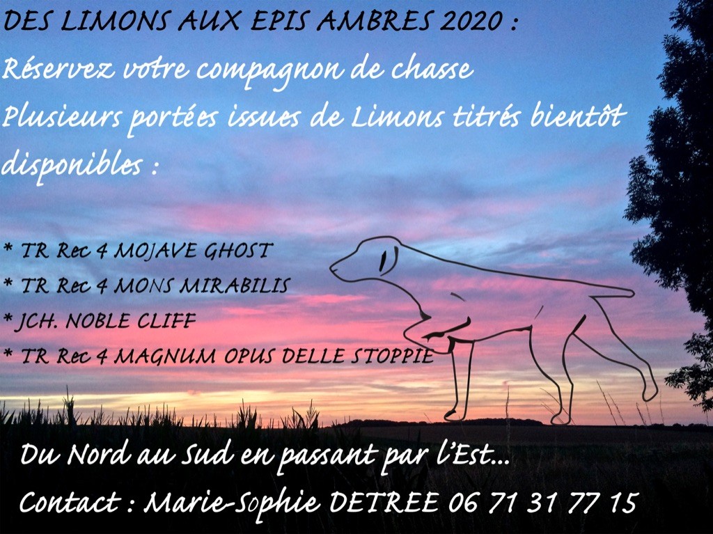 Des Limons Aux Epis Ambrés - CHIOTS 2020