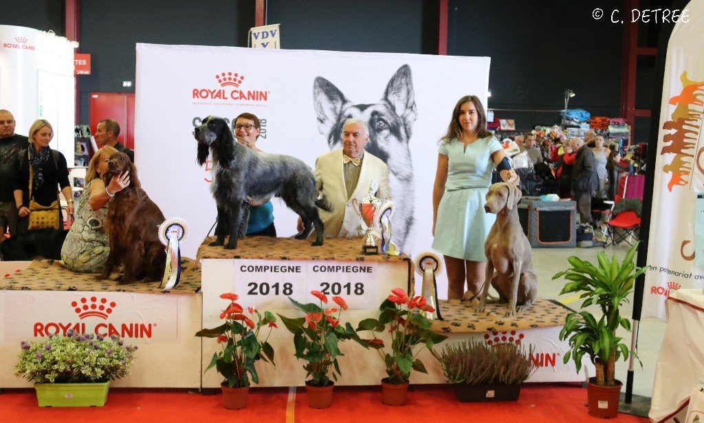 Des Limons Aux Epis Ambrés - 2 PODIUMS POUR LES LIMONS 