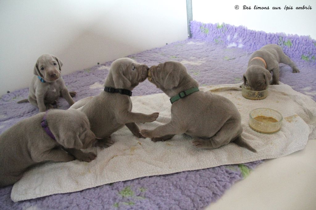 Des Limons Aux Epis Ambrés - 20 jours ; 1ère bouillie pour les bébés d'INDIANA & CLIFF 