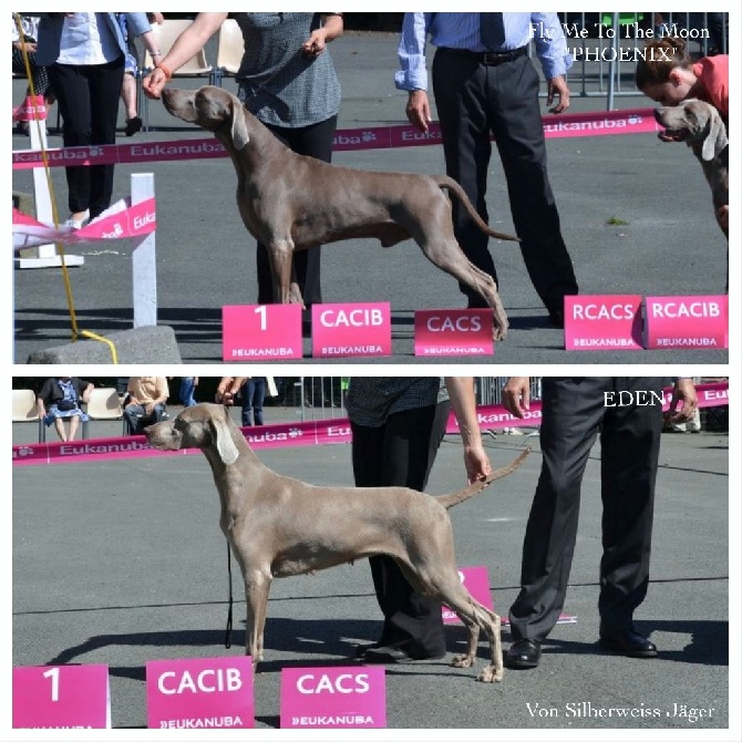 Des Limons Aux Epis Ambrés - Indiana : Fille des 2 vainqueurs du championnat de France 2014