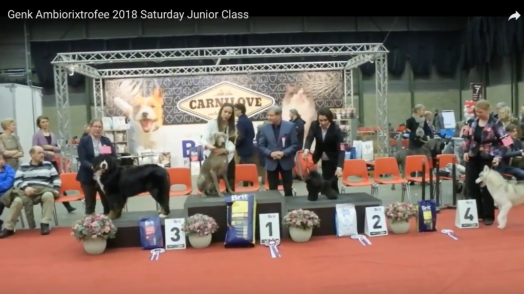 Des Limons Aux Epis Ambrés - HOUSTON BEST IN SHOW JUNIOR 