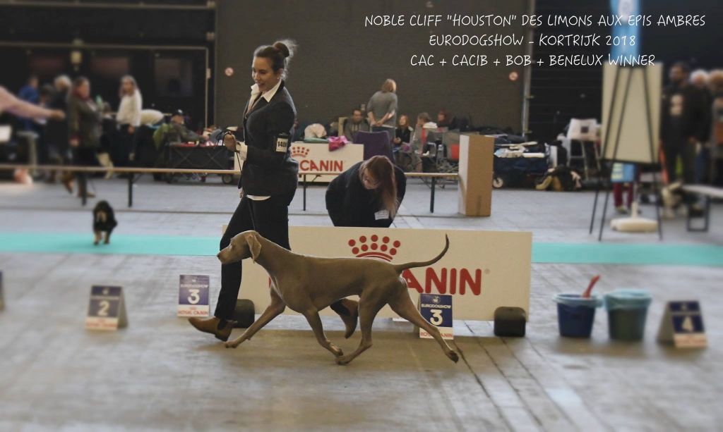 Des Limons Aux Epis Ambrés - HOUSTON BENELUX WINNER ! 