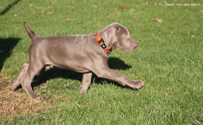 Des Limons Aux Epis Ambrés - CHIOT DISPONIBLE 