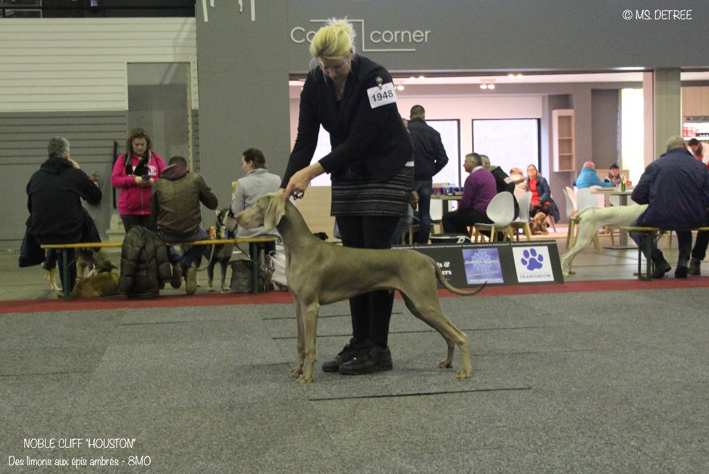 Des Limons Aux Epis Ambrés - BRUSSELS 'S TROPHY & BRUSSELS DOG SHOW 2017 : The place to be !