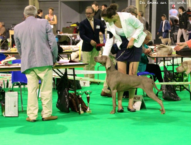 Des Limons Aux Epis Ambrés - EXPO DOUAI 20 & 21 JUIN 2015