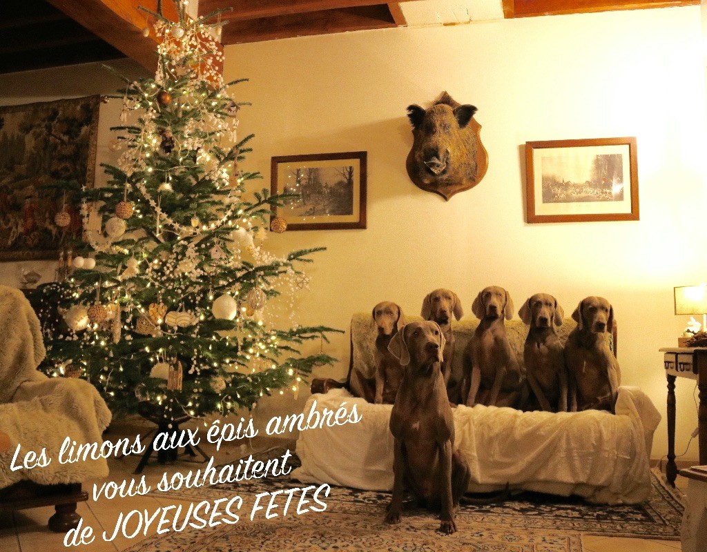 Des Limons Aux Epis Ambrés - JOYEUSES FETES