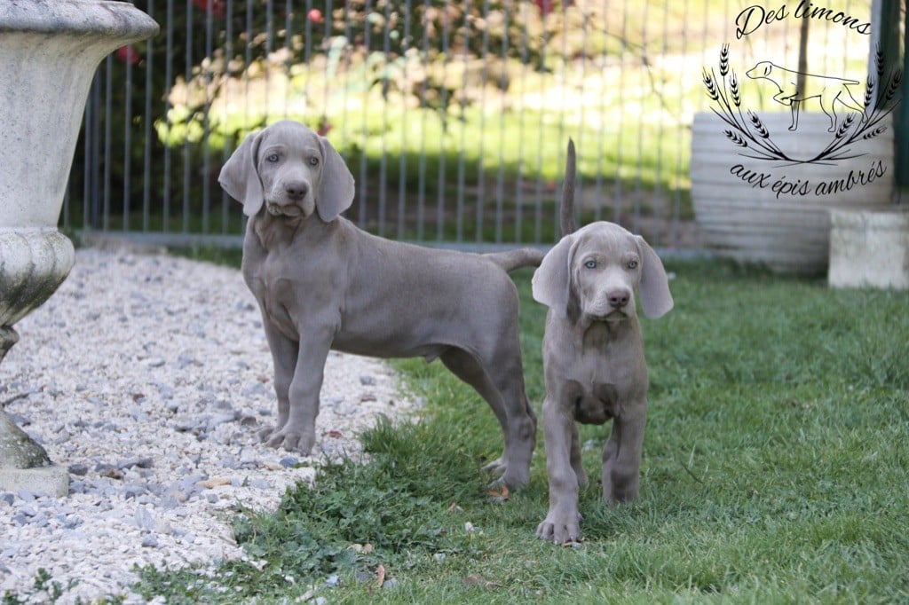 Des Limons Aux Epis Ambrés - Chiots disponibles - Braque de Weimar