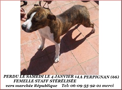 Du Soixante Six - PERDU FEMELLE AMSTAFF ..RETROUVÉE