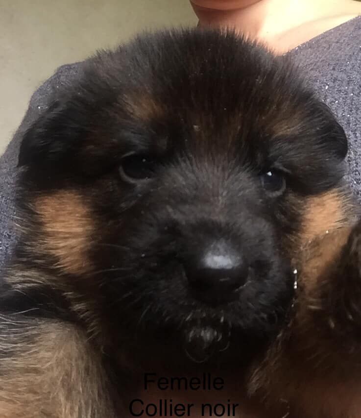 Chiot Berger Allemand des Légendes du Castel