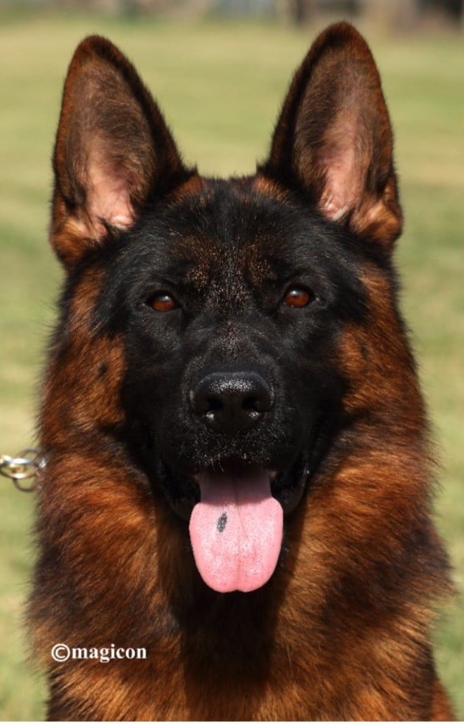 Chiot Berger Allemand des Légendes du Castel