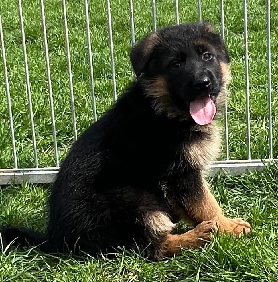 Chiot Berger Allemand des Légendes du Castel