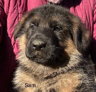 SAM (collier bleu foncé)