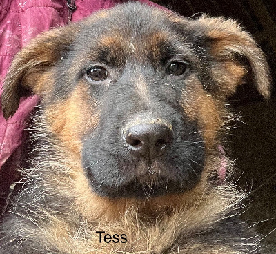 Tess