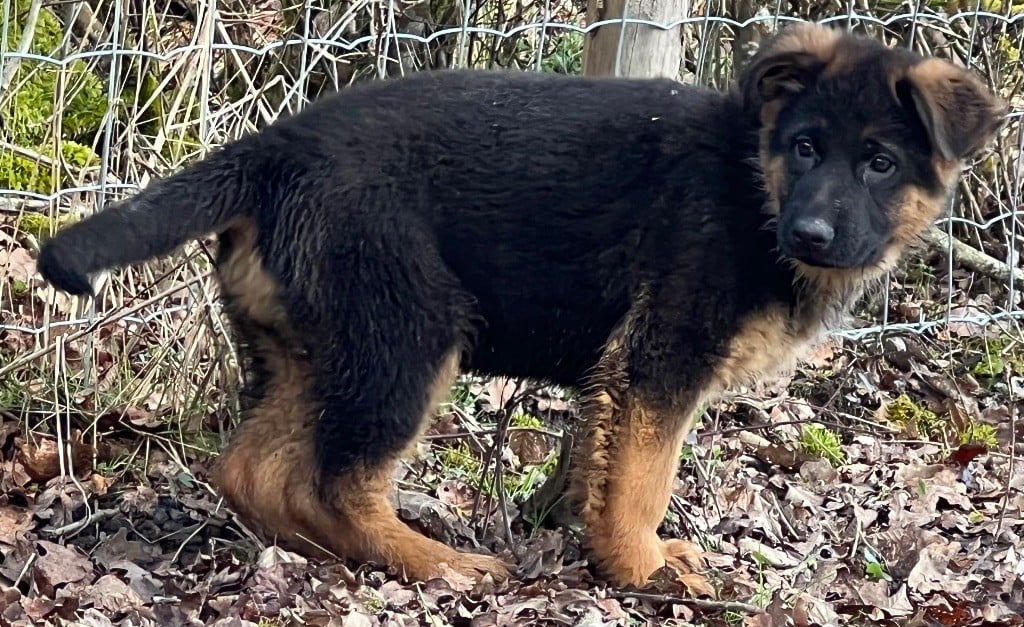 des Légendes du Castel - Chiots disponibles - Berger Allemand