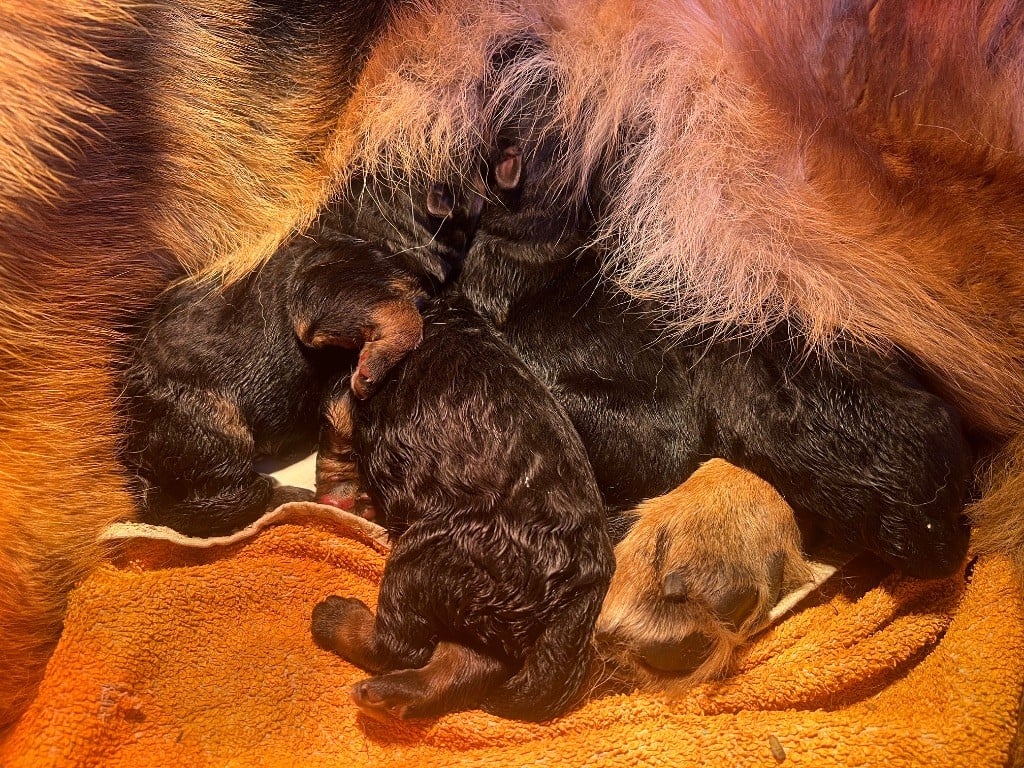 des Légendes du Castel - Chiots disponibles - Berger Allemand