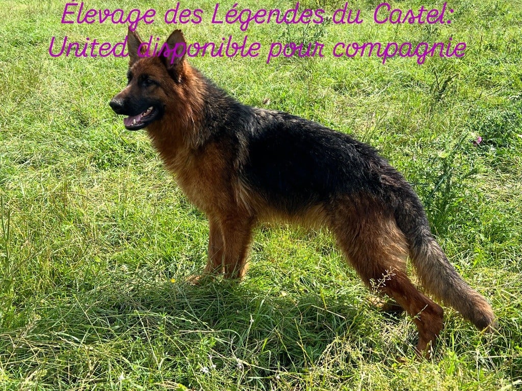 des Légendes du Castel - Chiots disponibles - Berger Allemand