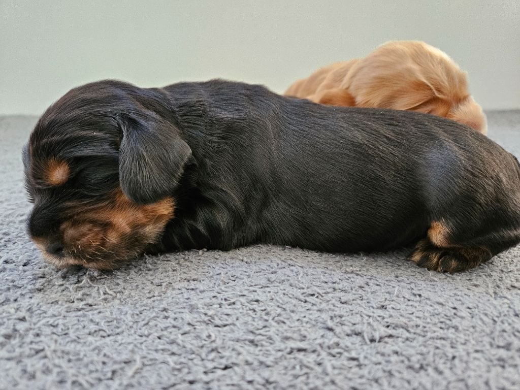 Des Ours D'eau - Chiots disponibles - Cocker Spaniel Anglais