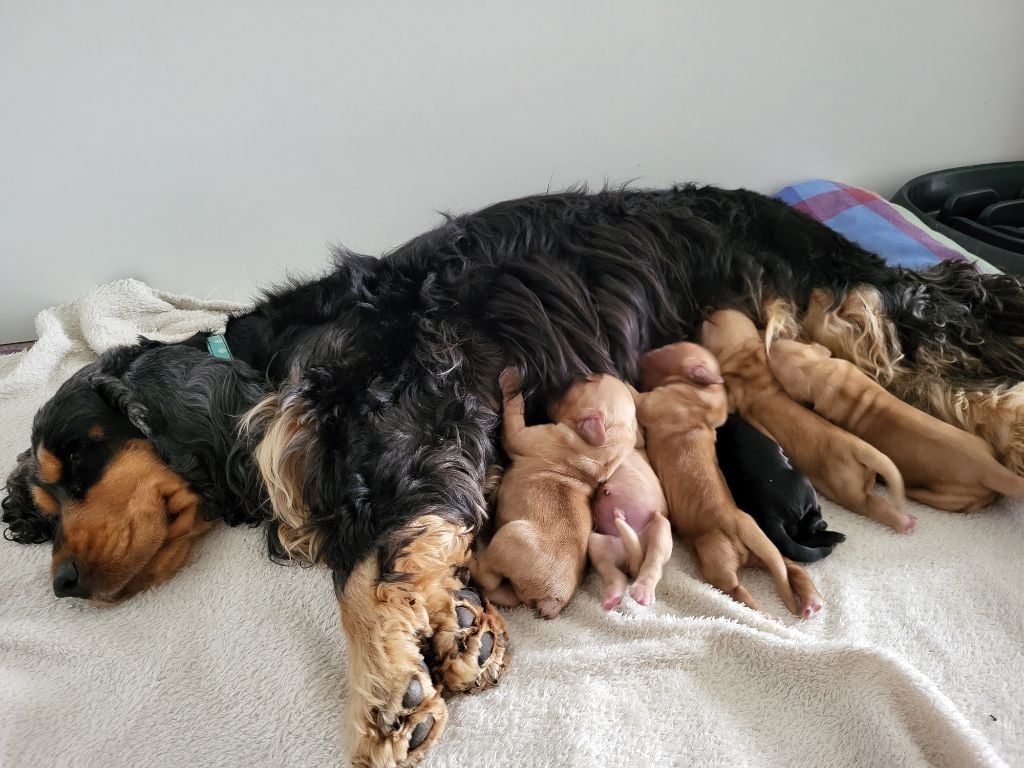 Des Ours D'eau - Cocker Spaniel Anglais - Portée née le 19/08/2022