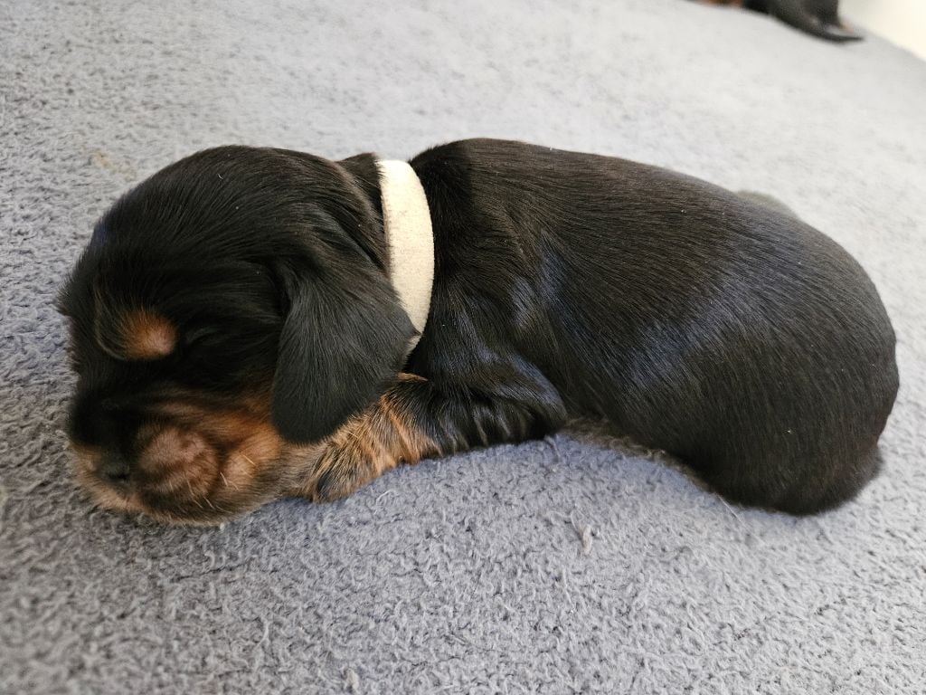 Des Ours D'eau - Chiots disponibles - Cocker Spaniel Anglais