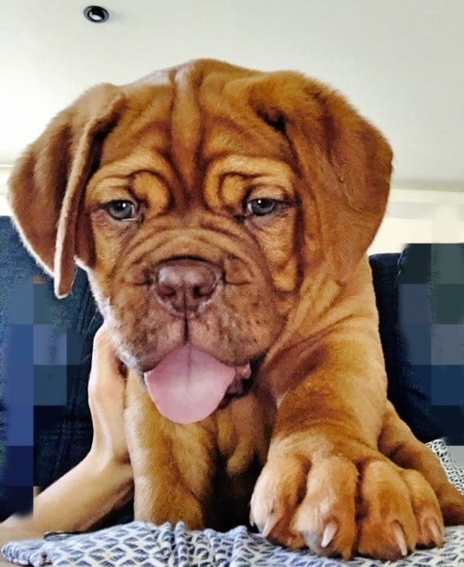 chiots dogue de bordeaux disponibles