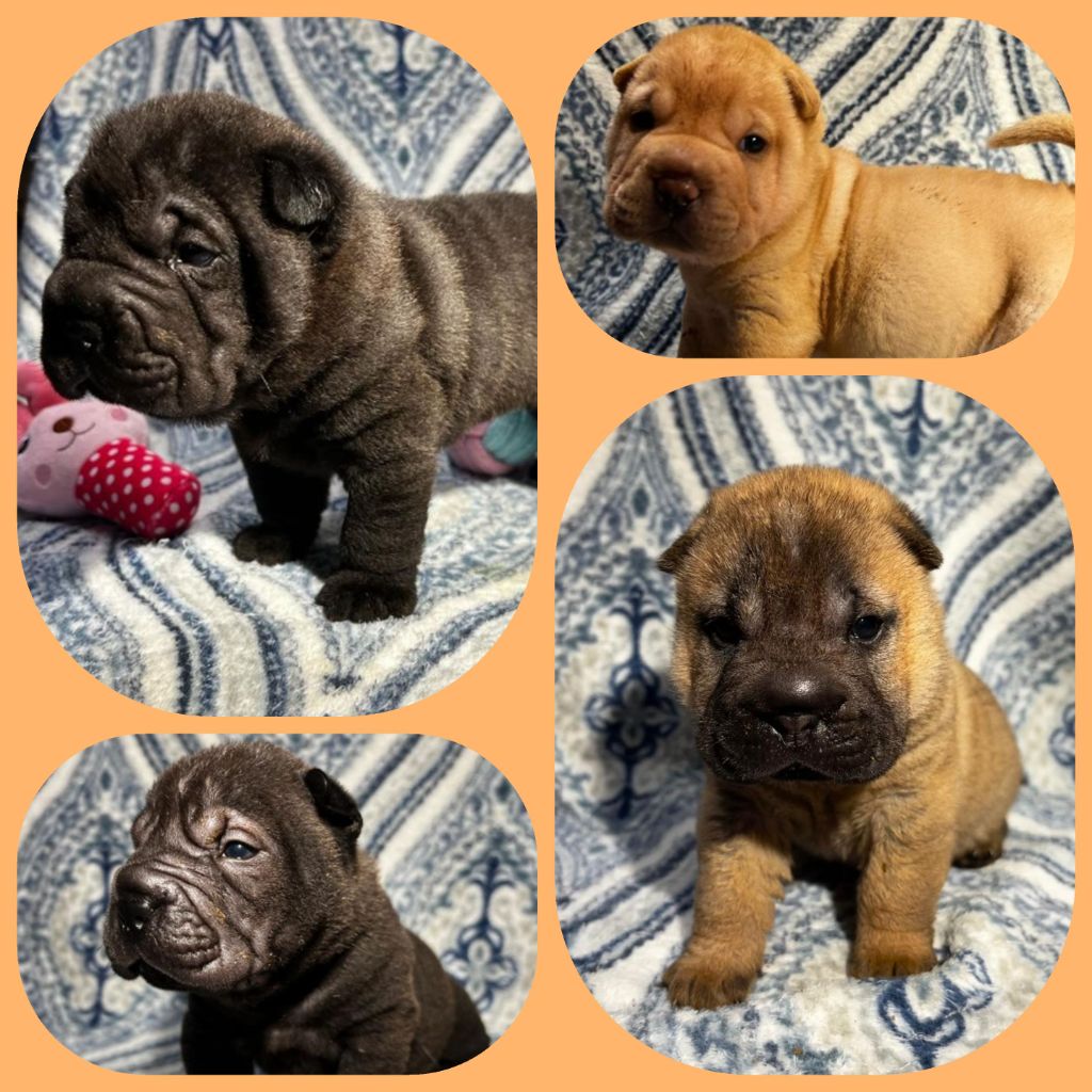 Realijo - Très jolis chiots Shar pei 2023