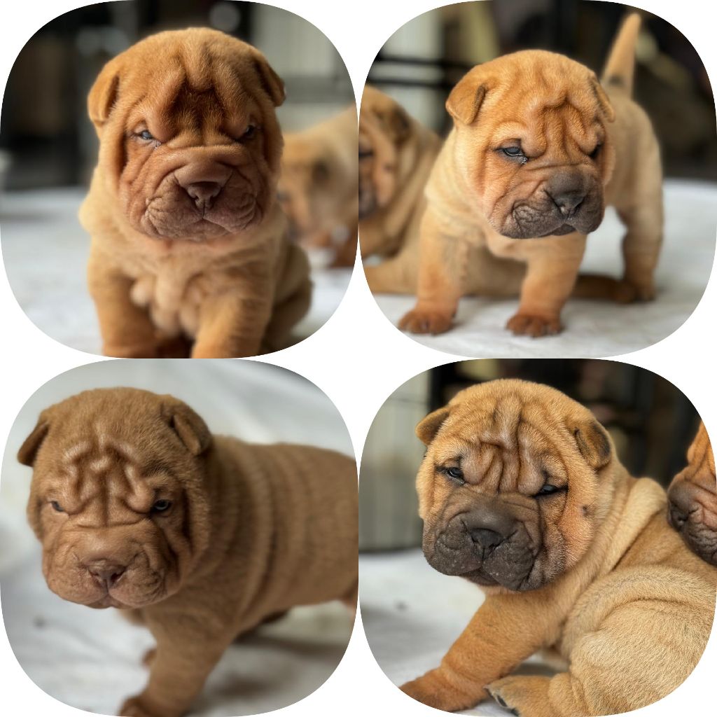 Realijo - Shar Pei - Portée née le 29/05/2024