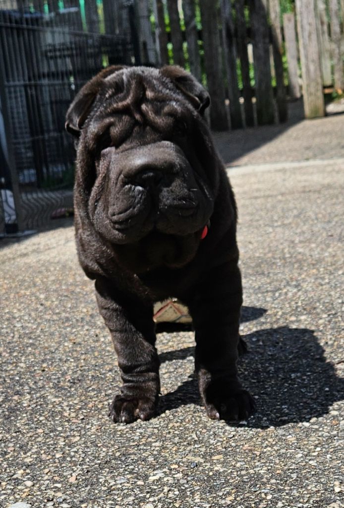 Chiot Shar Pei Realijo